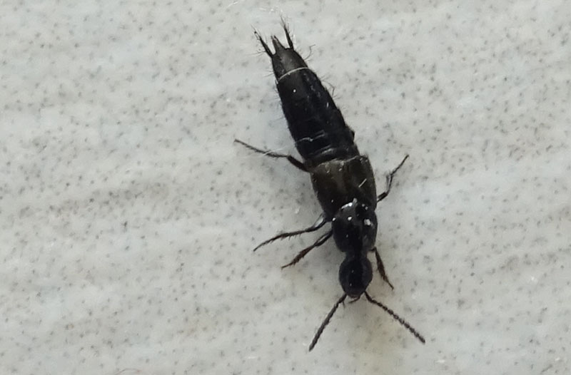 Staphylinidae : Philonthus ?